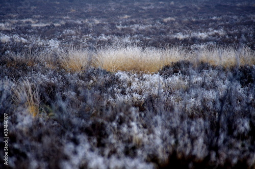 hazy plains