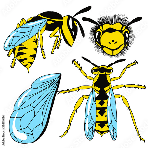 Set wasp from different angles on an isolated white background. Insect in cartoon style. Stock vector illustration.