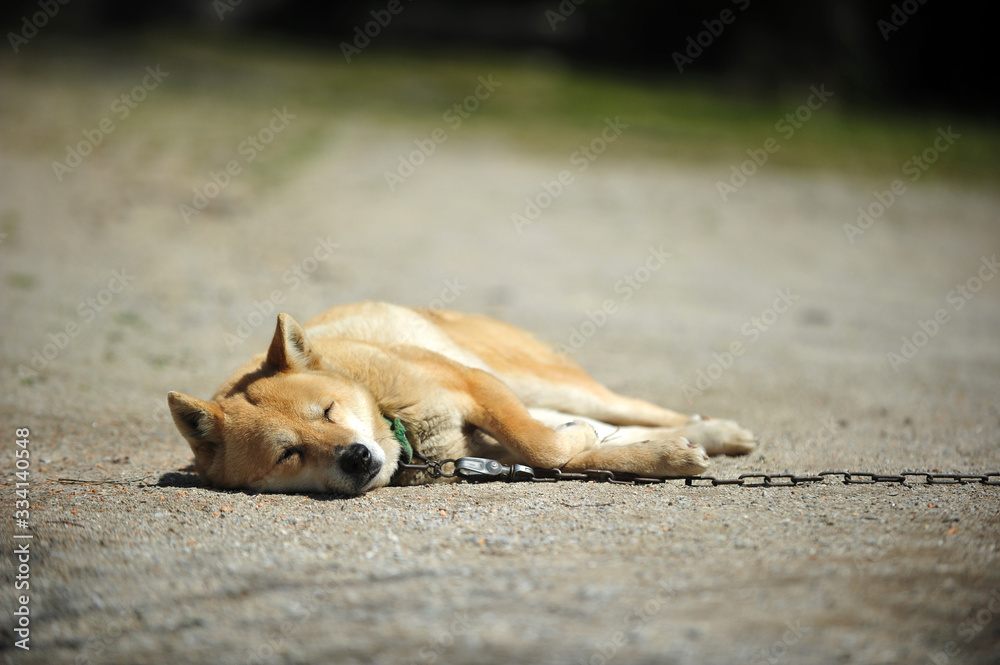 The Jindo breed of dog is napping. The Jindo breed of dog is napping.