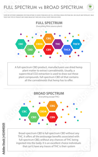 Full Spectrum vs Broad Spectrum vertical business infographic illustration about cannabis as herbal alternative medicine and chemical therapy, healthcare and medical vector.