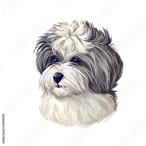Shih-poo Dog cross breed of Shih Tzu and poodle isolated on white. Digital art illustration of hand drawn cute home pet portrait, puppy head, rear mixed poodle crossbreed, t-shirt print.