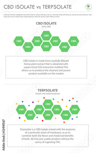 CBD Isolate vs Terpsolate vertical business infographic illustration about cannabis as herbal alternative medicine and chemical therapy, healthcare and medical vector.