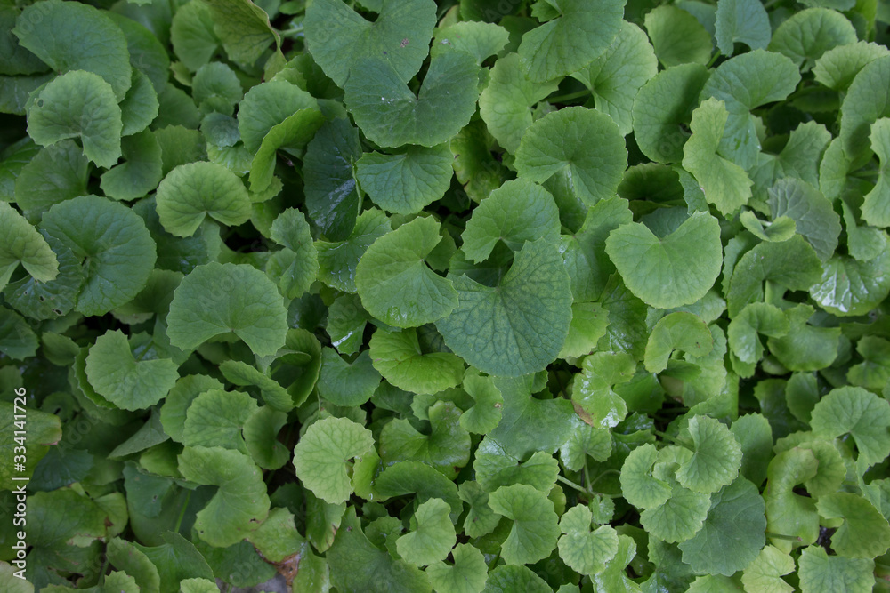 background of green leaves background of green leaves