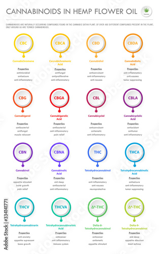 Cannabinoids in Hemp Flower Oil vertical business infographic illustration about cannabis as herbal alternative medicine and chemical therapy, healthcare and medical vector.