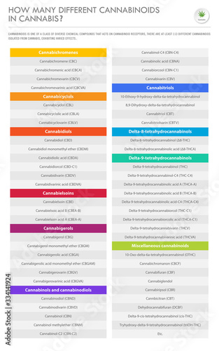 How Many Different Cannabinoids in Cannabis vertical business infographic illustration about cannabis as herbal alternative medicine and chemical therapy, healthcare and medical science vector.