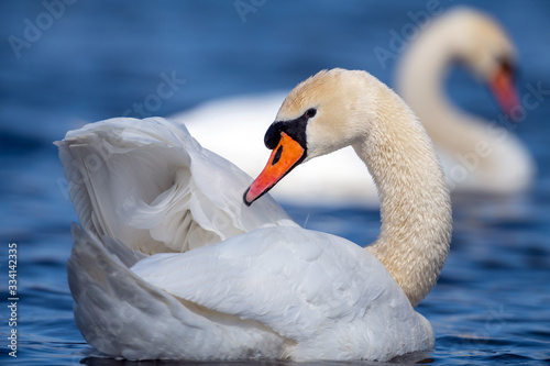 Swan on a clear deep blue river reflection