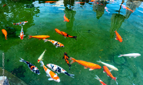 Colorful Koi fishes swimming in the lake. This is a ornamental carp decorated in a garden with a large lake © huythoai