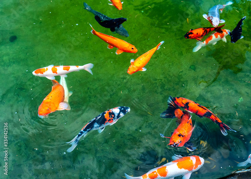 Colorful Koi fishes swimming in the lake. This is a ornamental carp decorated in a garden with a large lake