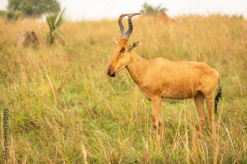 Jackson s hartebeest at sunrise  Murchison Falls National Park  Uganda.