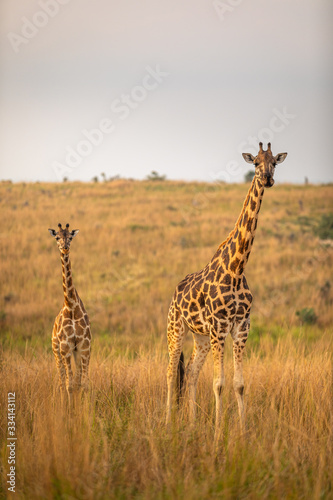 A Rothschild's giraffe with a baby ( Giraffa camelopardalis rothschildi) in a beautiful light at sunrise, Murchison Falls National Park, Uganda.