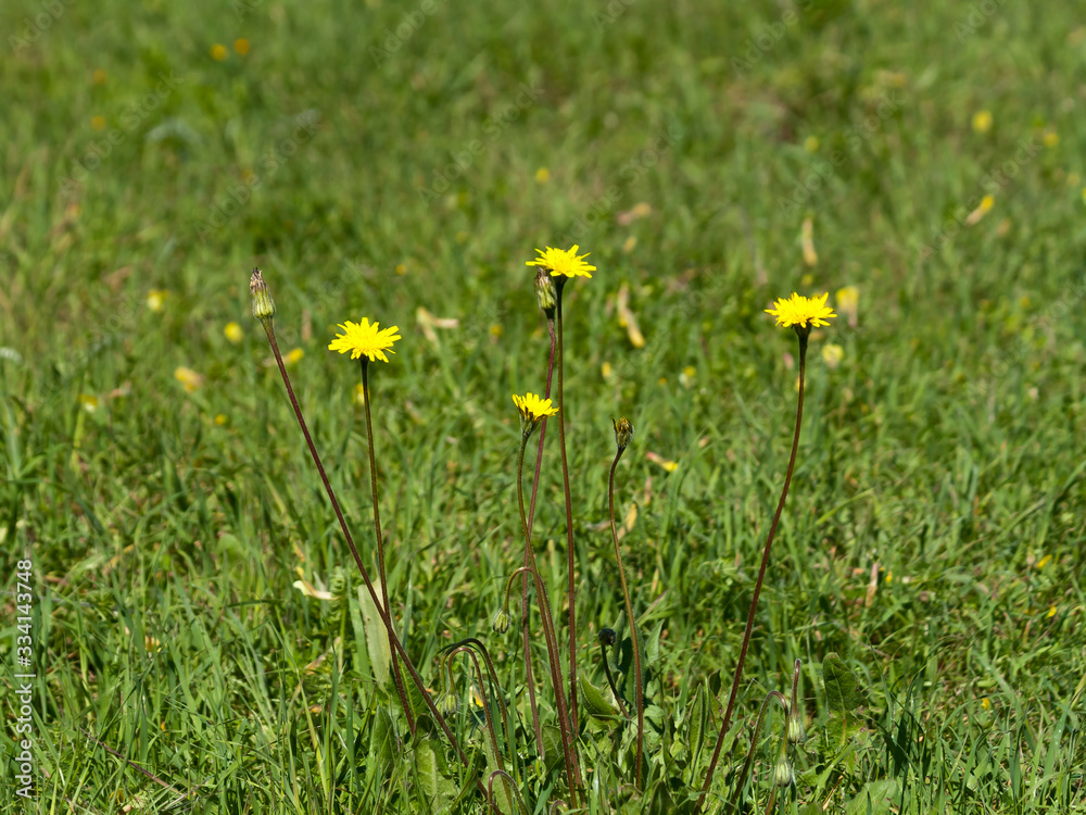 Yellow wildflowers among green grass