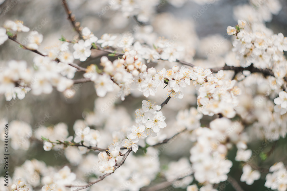 flowering trees in the garden in spring flowering trees in the garden in spring
