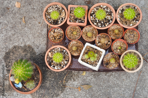 Group of cactus pot in tray on ground, Top view