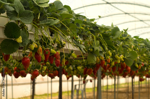 View of strawberry bushes in greenhouse