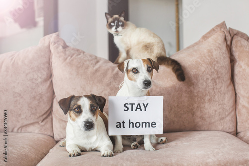 Cute dog and cat at home with blank card