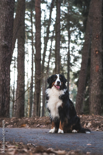 Bernese mountain dog in the autumn forest. 