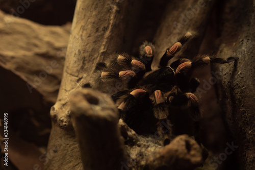 Mygale dans le vivarium du Zoo Artis de Amsterdam photo