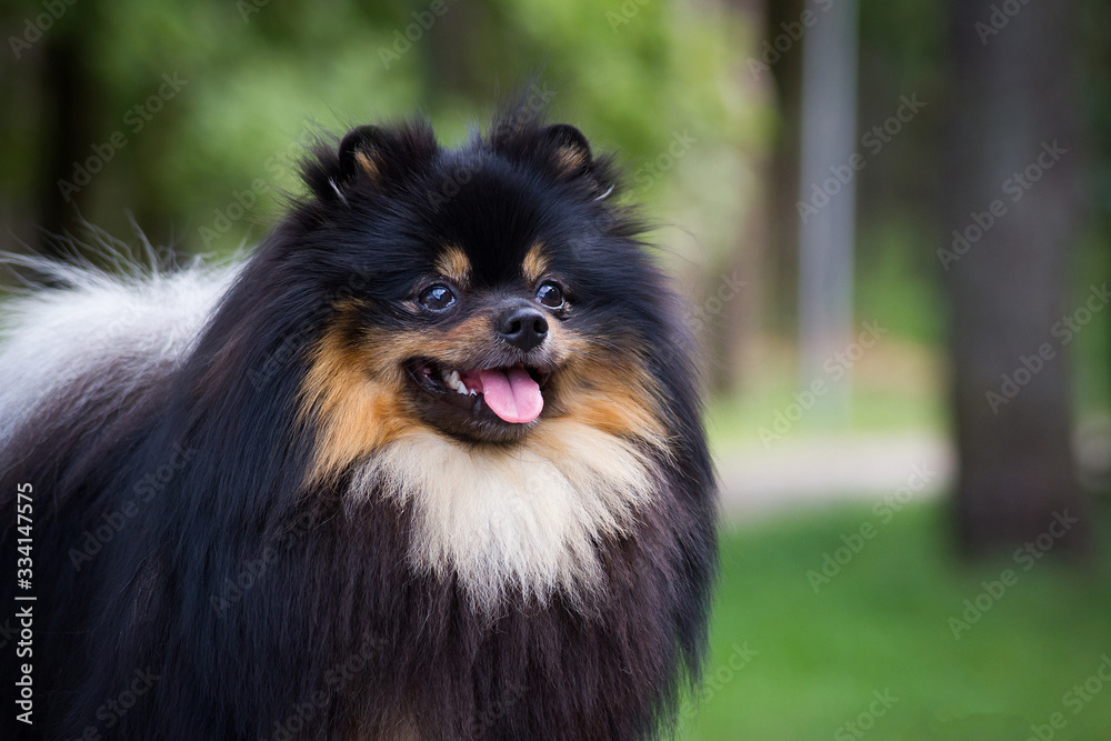 Obraz premium Pomeranian dog outdoors in the park. Pet at summer. Dog smile. Pomeranian portrait