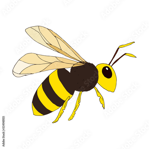 Wasp on white background. Vector illustration