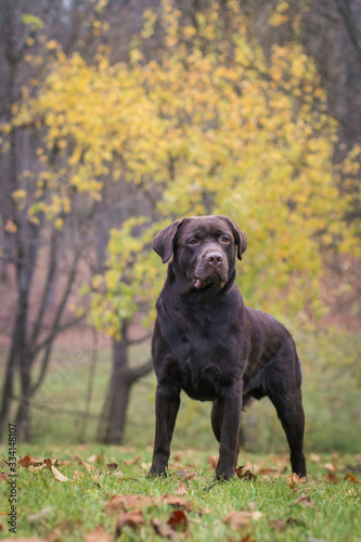 Beautiful young labrador retriever dog posing in autumn leaves. 