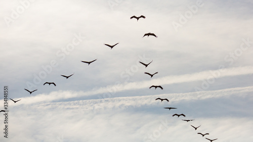 Flock of cranes flying in sky