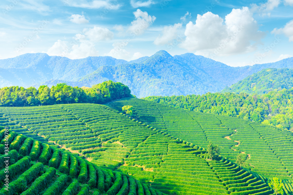 Fototapeta premium Tea plantation on sunny day,green nature landscape.