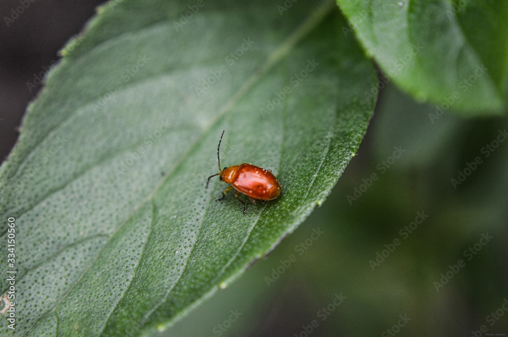 ladybug on a leaf ladybug on a leaf