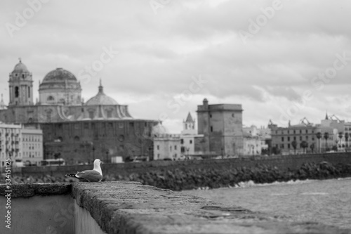 Gaviota mirando el horizonte