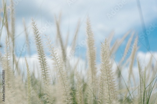 Field of fluffy plant which looks like wheat with the sky and and clouds