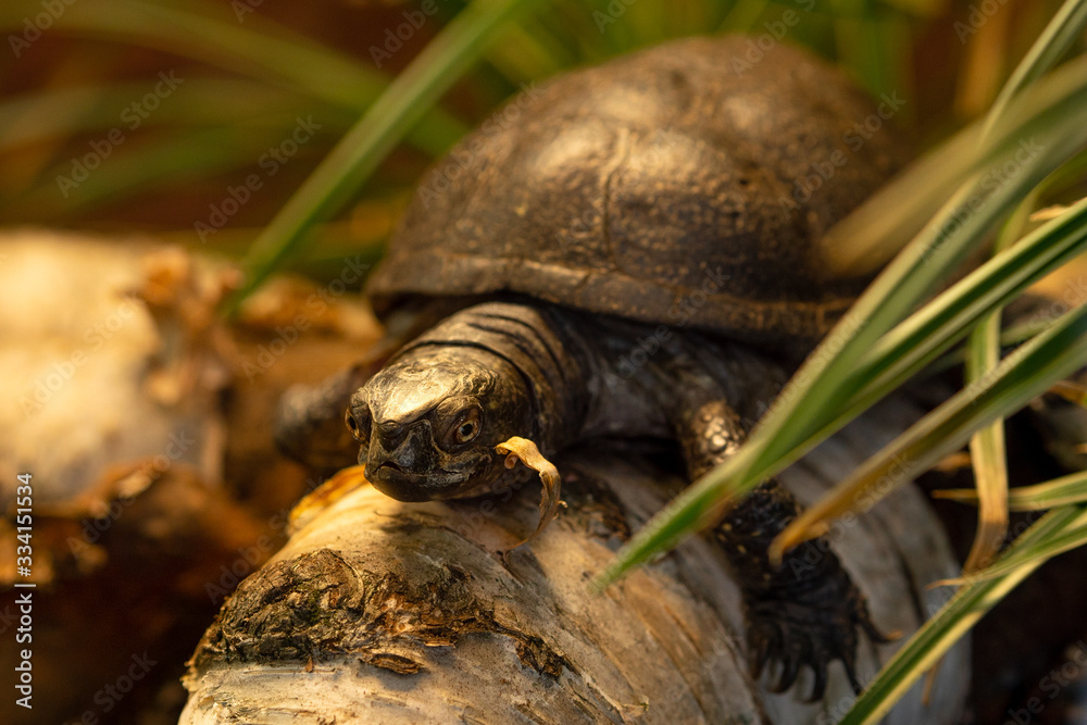 Fototapeta premium Tortue au Zoo Artis de Amsterdam