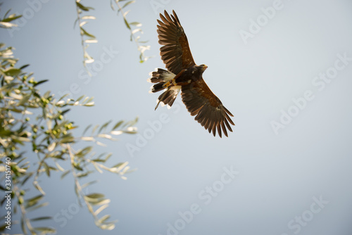 Aquila che vola nel cielo sereno del Castello di Vezio durante un'esibizione con le ali distese photo
