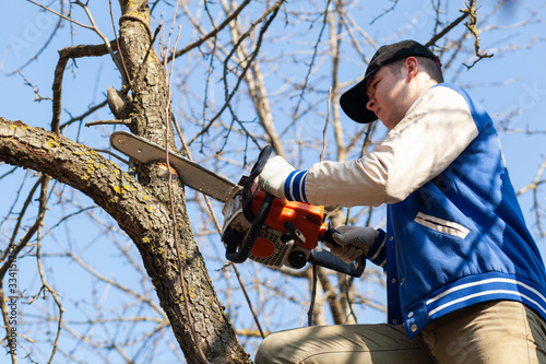 Gardener cuts out fruit tree with chainsaw. Sawdust flies as a man cuts a tree