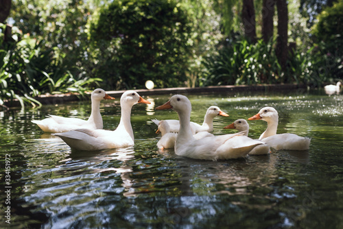 swans on the lake