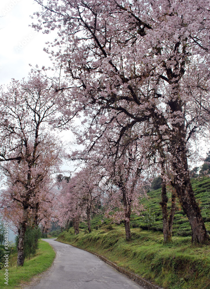 Cherry blossom looms across the area at Temi Tea Estate in South Sikkim. This is one of the most attractions for tourist where local communities organize Cherry Festival every year to promote the plac Cherry blossom looms across the area at Temi Tea Estate in South Sikkim. This is one of the most attractions for tourist where local communities organize Cherry Festival every year to promote the plac