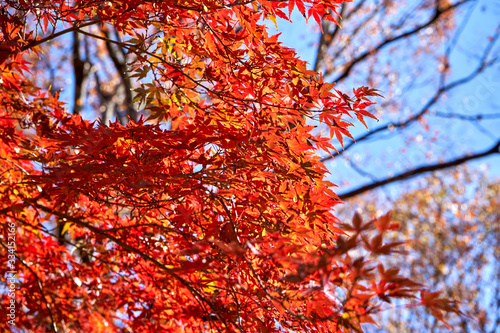 Red autumn leaves on the tree