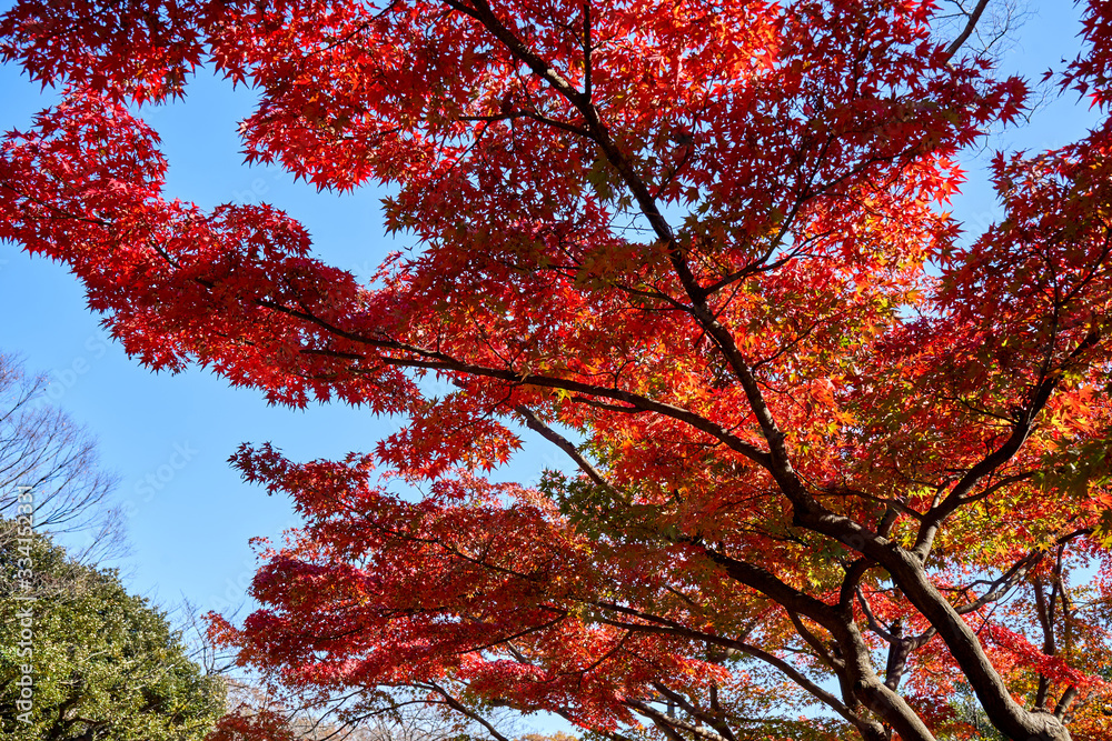 red maple tree in autumn
