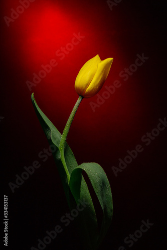 red tulip yellow background red black flower gift flower