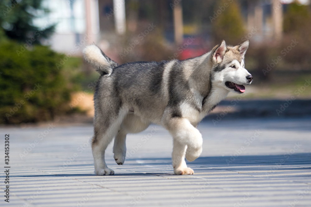 Malamute breed dog runs on the sidewalk
