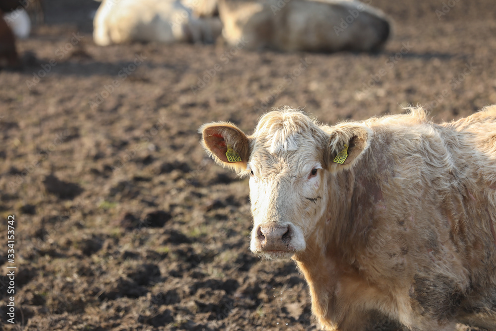 portrait of a white and ginger cow in a field in a mess. Domestic animal portrait of a white and ginger cow in a field in a mess. Domestic animal