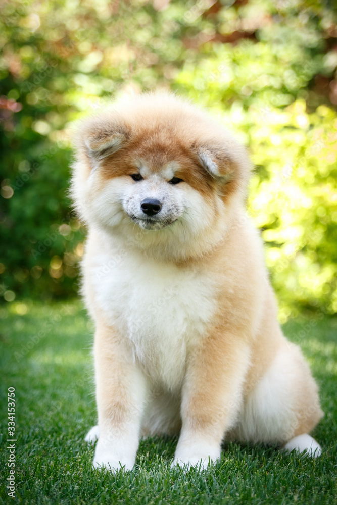 portrait of a dog portrait of a dog
