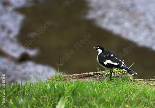 Bird Yellow throated miner standing on a branch in a Sydney park photo