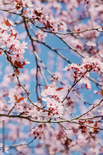 Frühlingserwachen – Japanischer Kirschblüte vor blauem Himmel