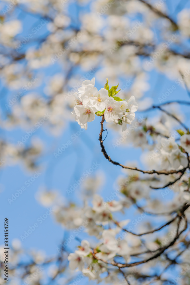 Frühlingserwachen – Kirschblüte vor blauem Himmel Frühlingserwachen – Kirschblüte vor blauem Himmel