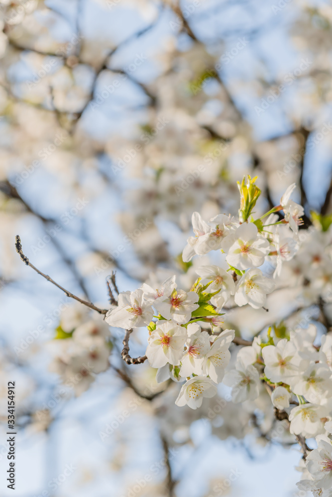 Frühlingserwachen – Kirschblüte vor blauem Himmel Frühlingserwachen – Kirschblüte vor blauem Himmel