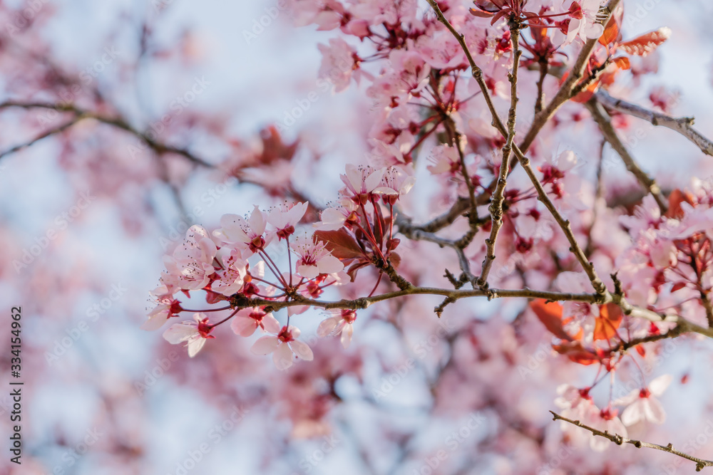 Frühlingserwachen – Japanischer Kirschblüte vor blauem Himmel