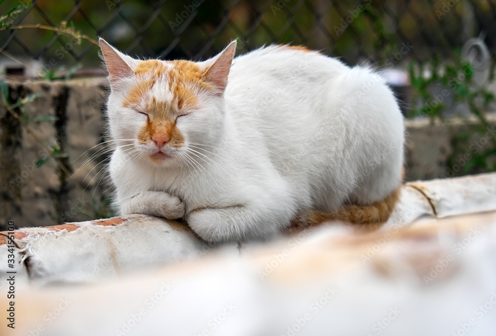 Homeless red-white cat basks on a pipe on the street