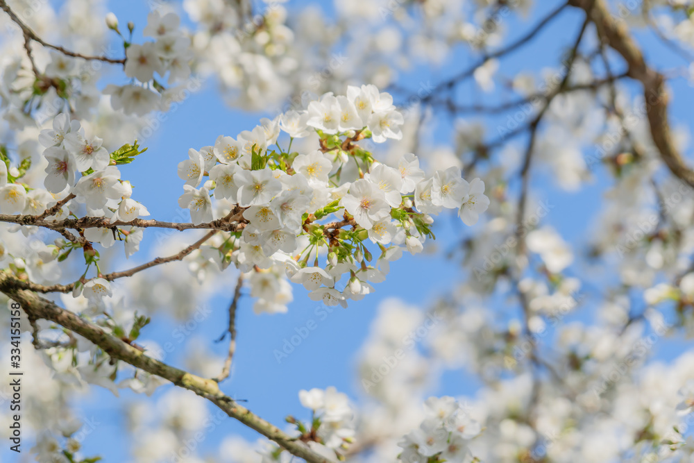 Frühlingserwachen – Kirschblüte vor blauem Himmel Frühlingserwachen – Kirschblüte vor blauem Himmel