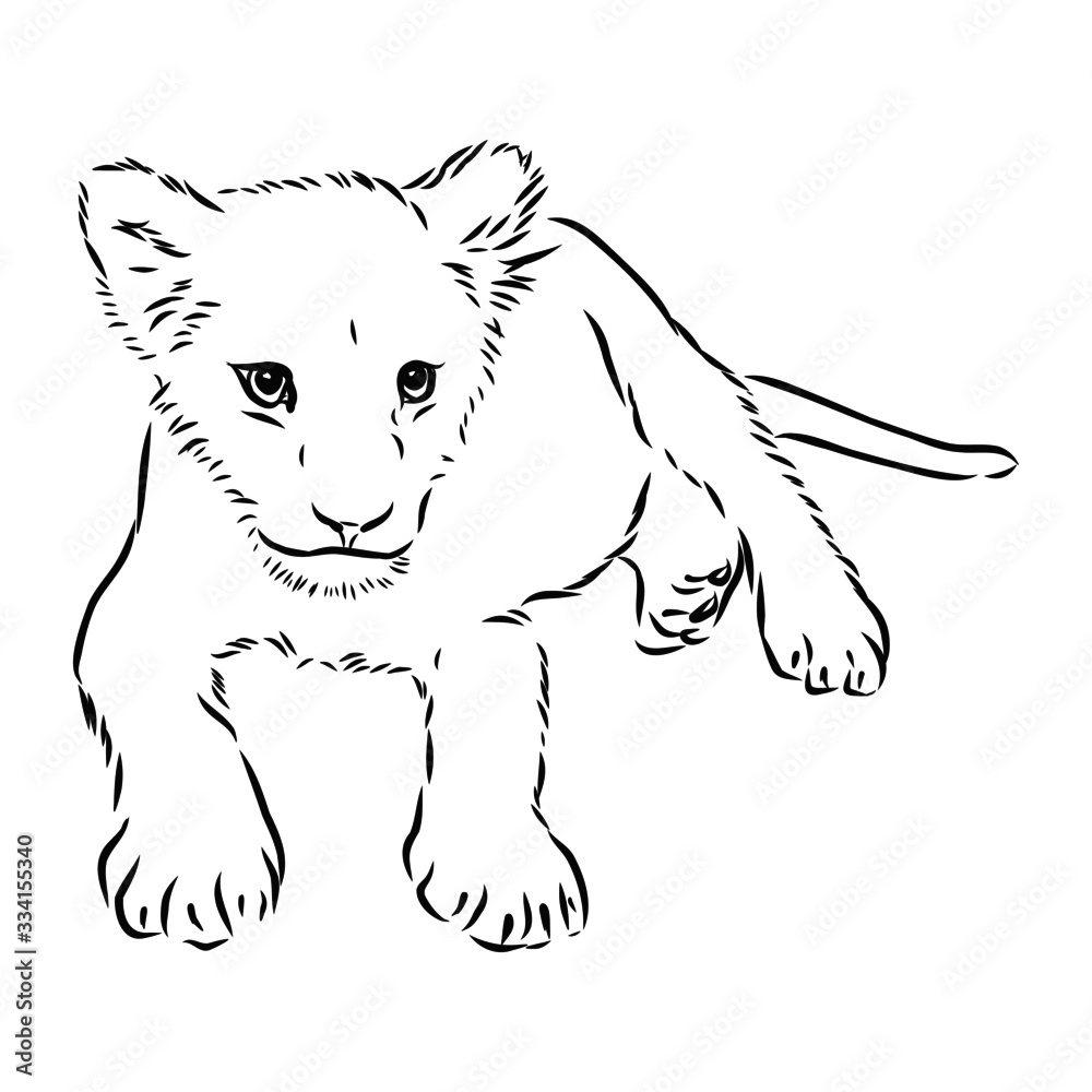 Little lion sketch 