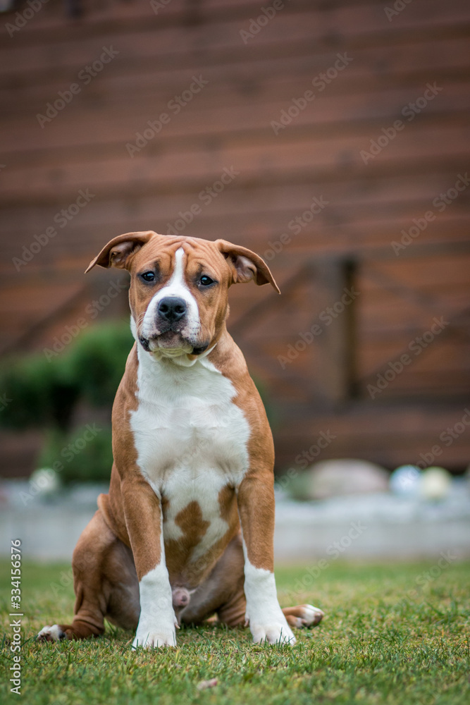 American staffordshire terrier dog posing outside.