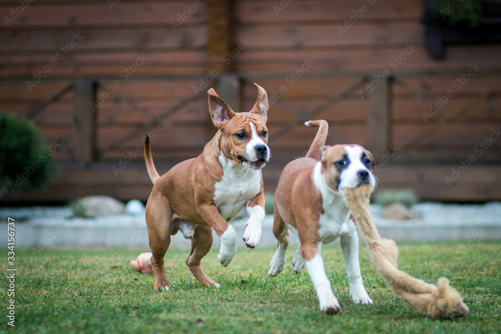 Two amstaff puppies playing outside.